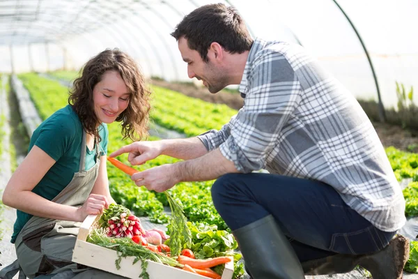 Agricoltore insegnare nuovo dipendente al giardinaggio — Foto Stock