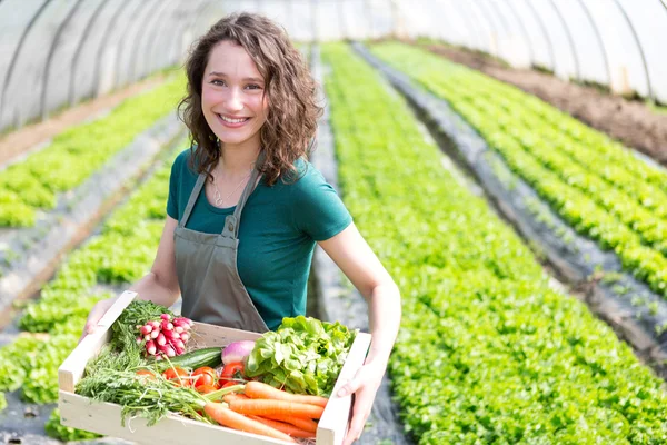 Молода приваблива жінка збирає овочі в теплиці — стокове фото