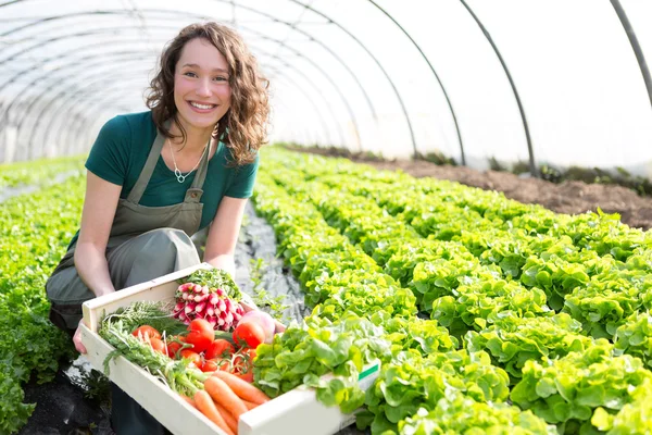 Jonge aantrekkelijke vrouw oogsten fruit in een kas — Stockfoto