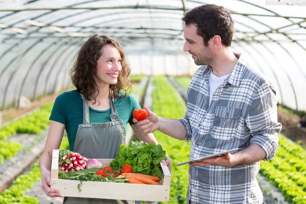 Agricoltore insegnare nuovo dipendente al giardinaggio — Foto Stock