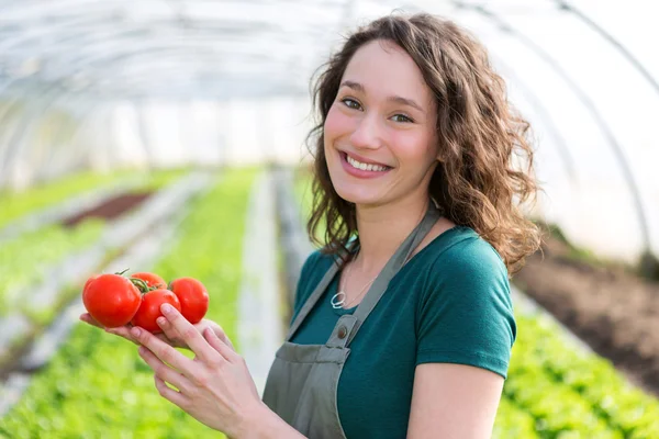 若い魅力的な農家のトマトを収穫 — ストック写真