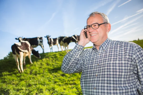 Senior in platteland naast koeien in een weiland — Stockfoto