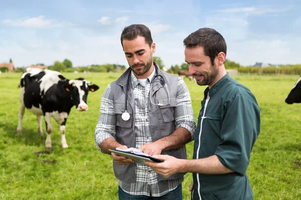 Agricultor e veterinário trabalhando juntos em um masturo com vacas — Fotografia de Stock