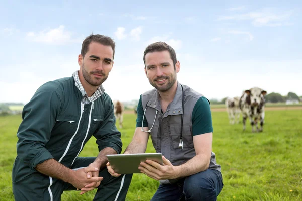 Agricultor y veterinario trabajando juntos en un masture con vacas — Foto de Stock