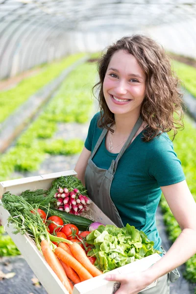 Joven mujer atractiva cosechando vegetales en un invernadero — Foto de Stock