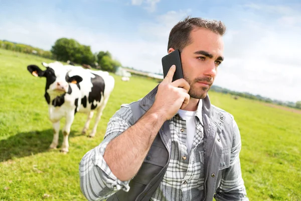 Joven agricultor atractivo en un pasto con vacas usando móviles —  Fotos de Stock
