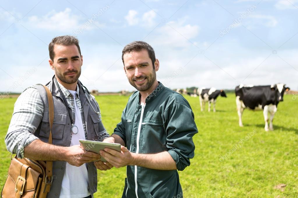Farmer and veterinary working together in a masture with cows