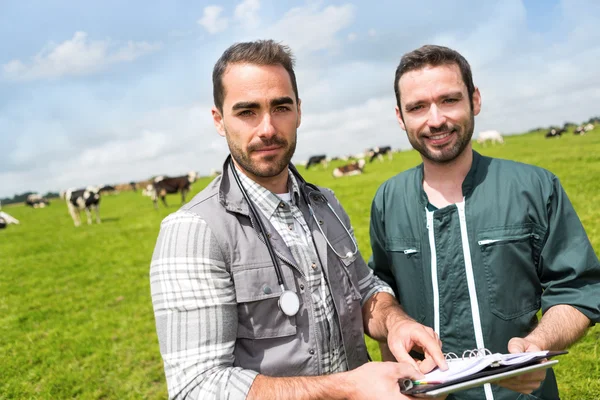 Farmer and veterinary working together in a masture with cows — Stock Photo, Image