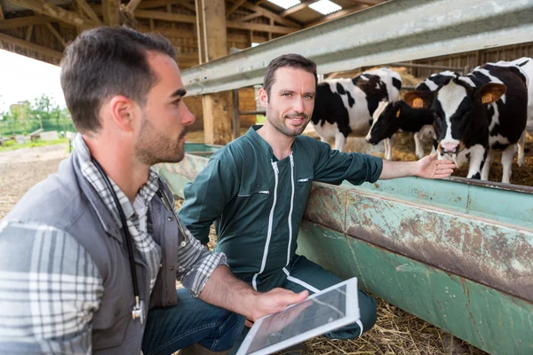 Agricultor e veterinário trabalhando juntos em um celeiro — Fotografia de Stock