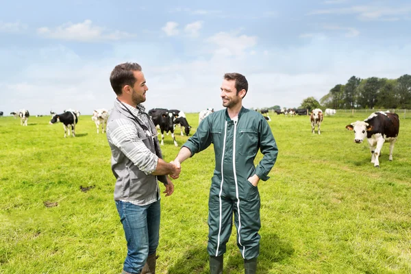 Agricultor y veterinario trabajando juntos en un masture con vacas — Foto de Stock