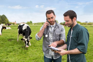 Farmer and veterinary working together in a masture with cows clipart