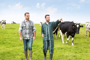 Farmer and veterinary working together in a masture with cows clipart