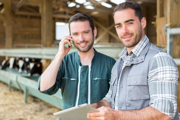 Farmer and veterinary working together in a barn — Stock Photo, Image