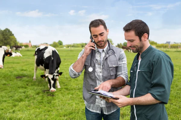 Agricultor y veterinario trabajando juntos en un masture con vacas — Foto de Stock