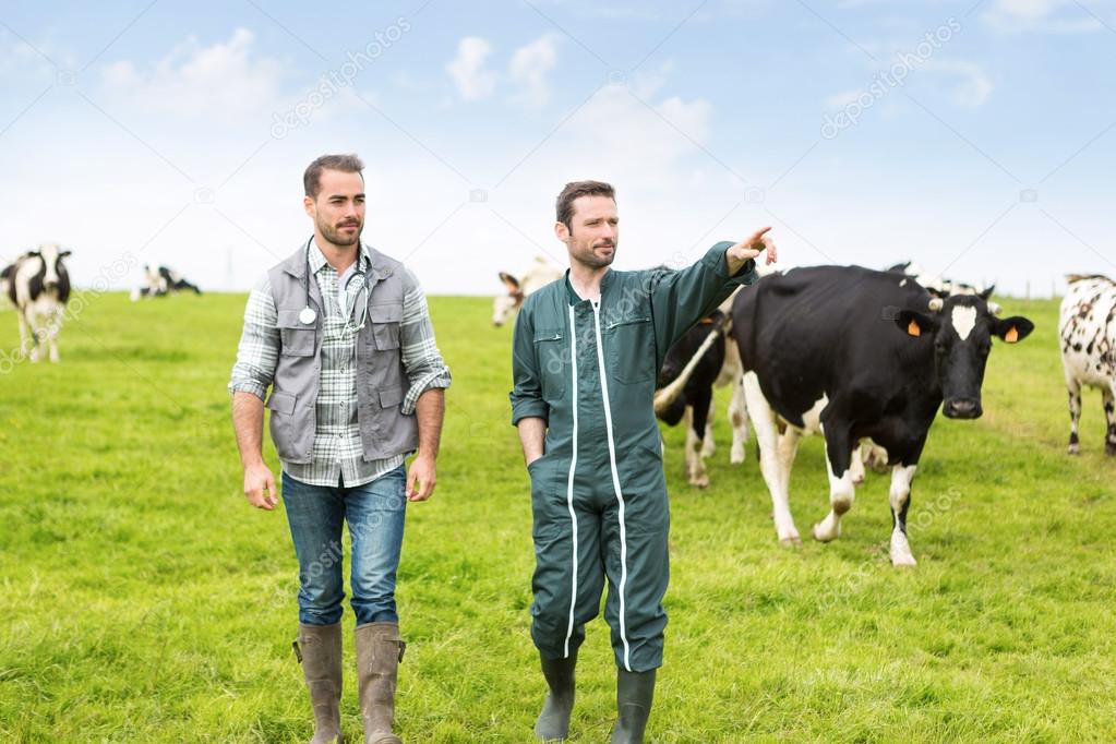 Farmer and veterinary working together in a masture with cows