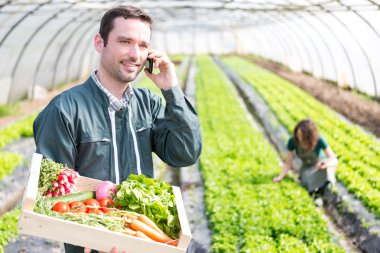 Genç çekici kadın bir sera sebze hasat