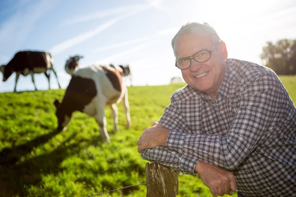 Senior en el campo junto a vacas en un pastizal —  Fotos de Stock