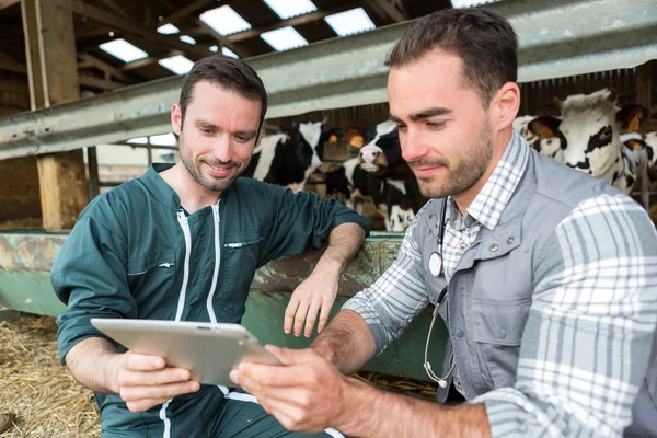 Farmer and veterinary working together in a barn — Stock Photo, Image