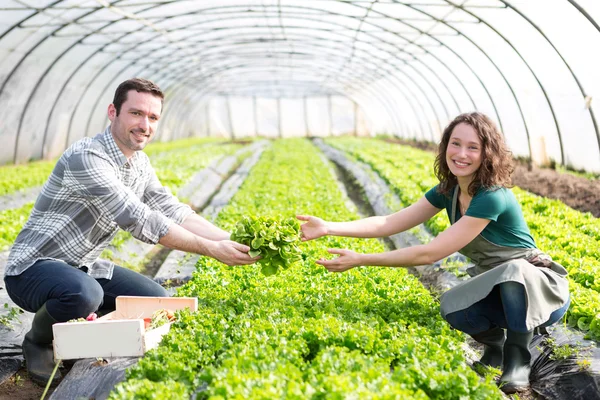 Einrahmer arbeiten gemeinsam an einem Gewächshaus — Stockfoto