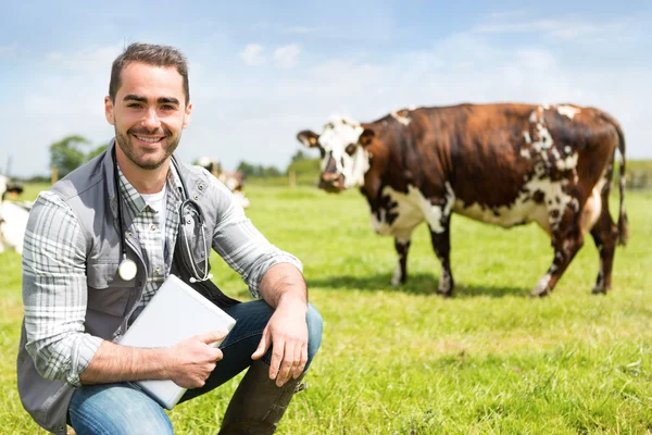 Портрет молодого привабливого ветеринара в пасовищі з коровами — стокове фото