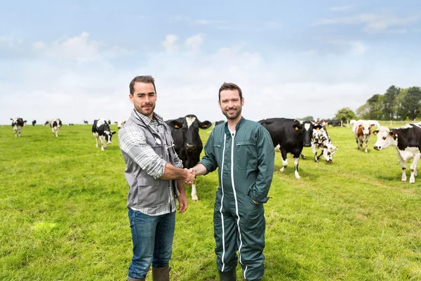 Agricultor e veterinário trabalhando juntos em um masturo com vacas — Fotografia de Stock