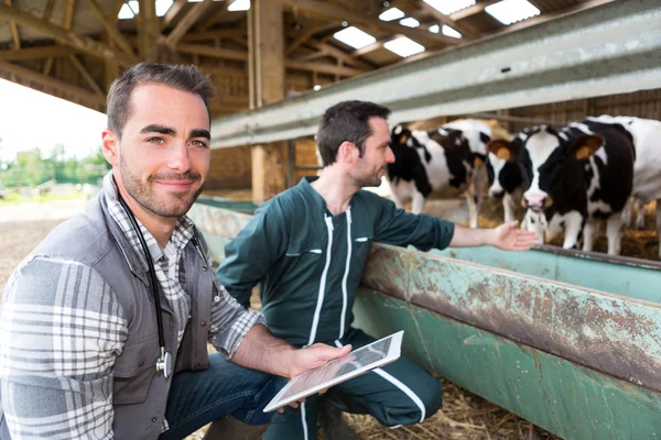 Agricultor y veterinario trabajando juntos en un granero — Foto de Stock