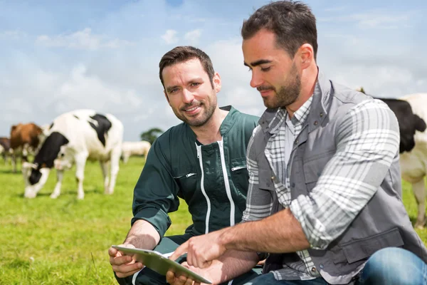 Фермер і ветеринар, що працюють разом у масиві з коровами — стокове фото