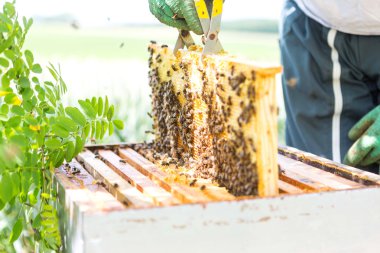 Onun arı kovanı Bahçe üzerinde arıcı