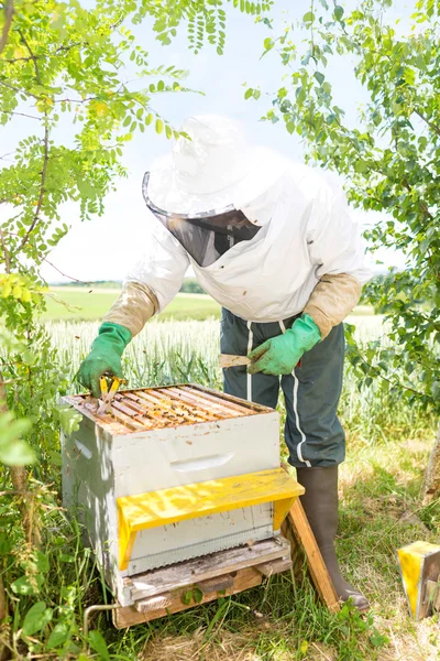 Imker bei der Arbeit an seinen Bienenstöcken im Garten — Stockfoto