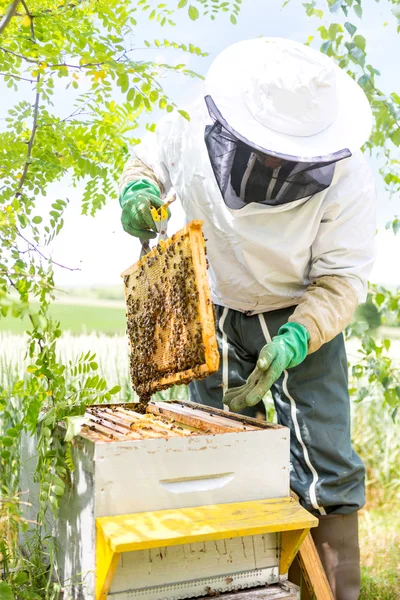 Imker bei der Arbeit an seinen Bienenstöcken im Garten — Stockfoto