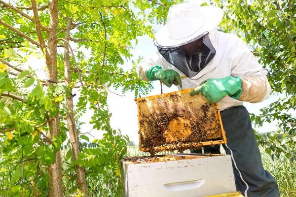 Imker bei der Arbeit an seinen Bienenstöcken im Garten — Stockfoto