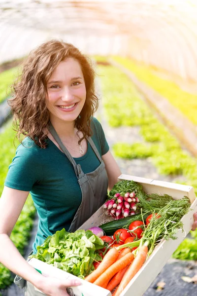 Joven mujer atractiva cosechando vegetales en un invernadero — Foto de Stock