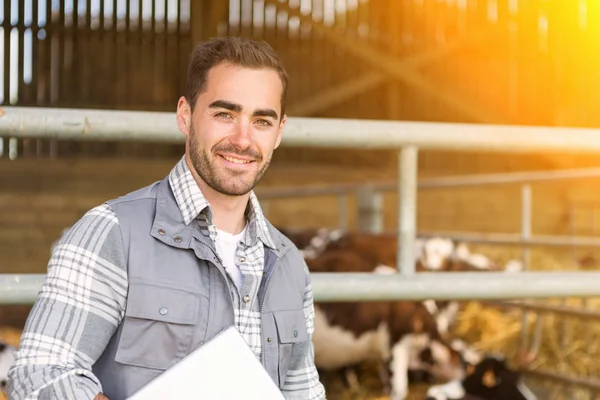 Retrato de un joven veterinario atractivo en un pasto con vacas — Foto de Stock