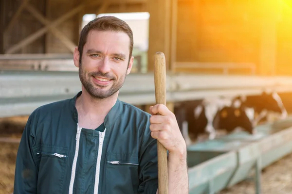 Joven agricultor atractivo en un granero con ternera en el fondo —  Fotos de Stock