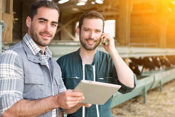 Agricultor y veterinario trabajando juntos en un granero —  Fotos de Stock