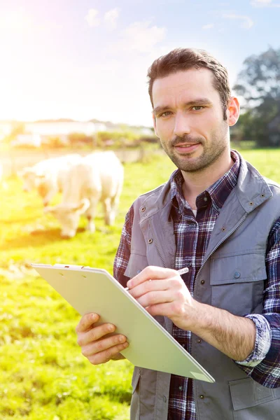 Молодой привлекательный фермер в поле с коровами — стоковое фото