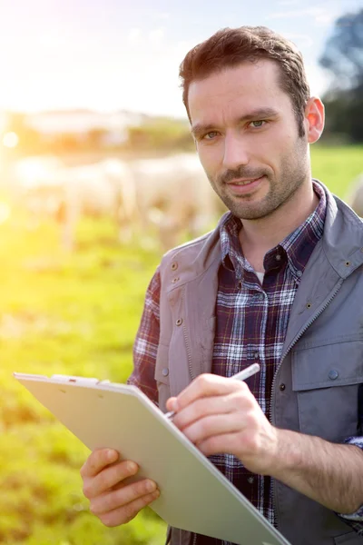 Joven agricultor atractivo en un campo con vacas — Foto de Stock