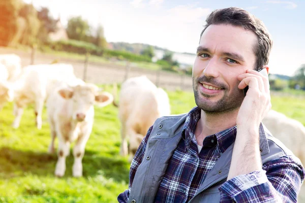 Jovem agricultor atraente em um campo com vacas — Fotografia de Stock