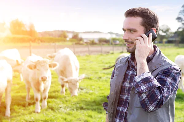 Joven agricultor atractivo en un campo con vacas — Foto de Stock