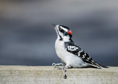 Tüylü tünemiş ağaçkakan