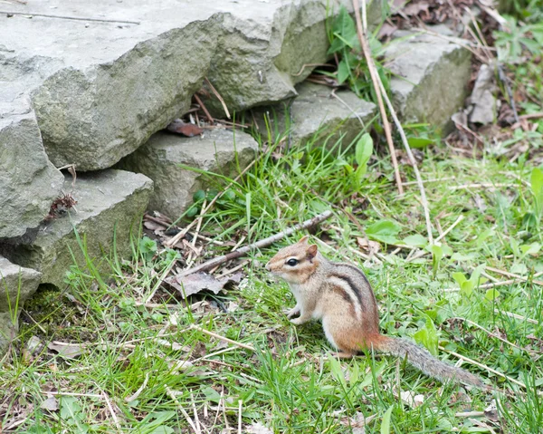 Chipmunk in the grass — Stock Photo, Image