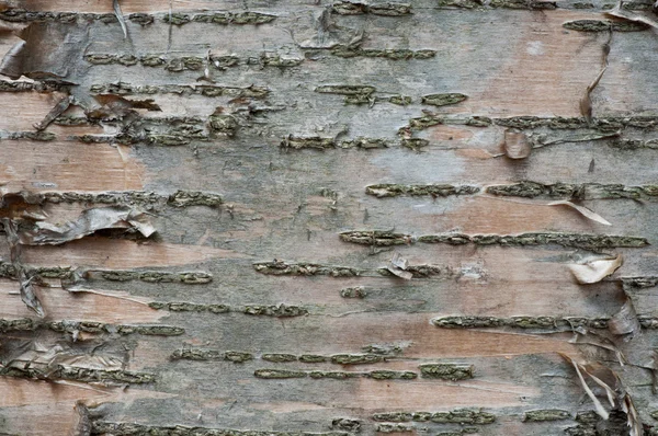 ağaç kabuğu arkaplanı