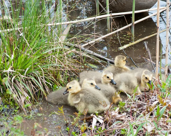 Ganso de Canadá goslings — Foto de Stock