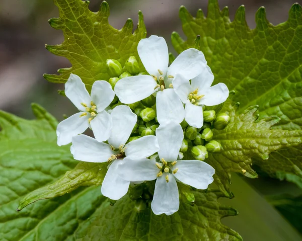 Часник Гірчиця бур'янів квітка — стокове фото
