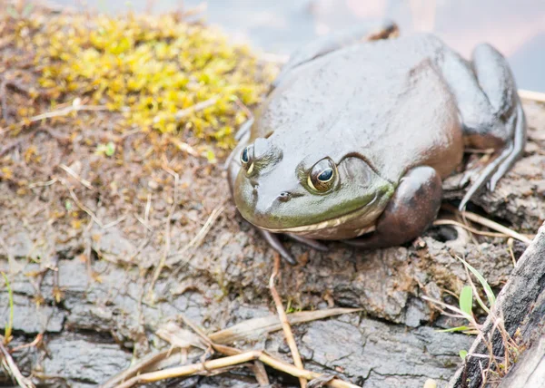 Bullfrog istuu loki — kuvapankkivalokuva