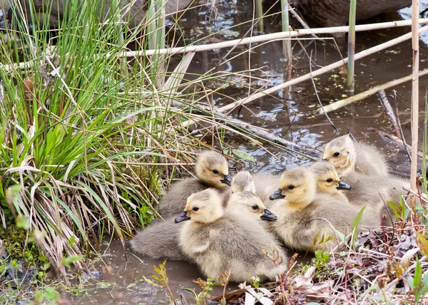 Canada Goose Goslings — Stock Photo, Image