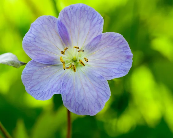 Klaverzuring- — Stockfoto