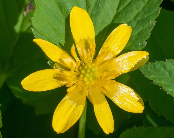 Lesser Celandine Macro Closeup — Stock Photo, Image