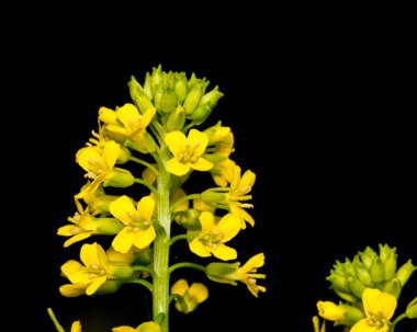 Sarımsak hardal otu çiçek