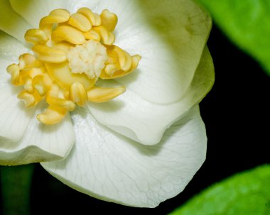 Mayapple çiçeği bahar